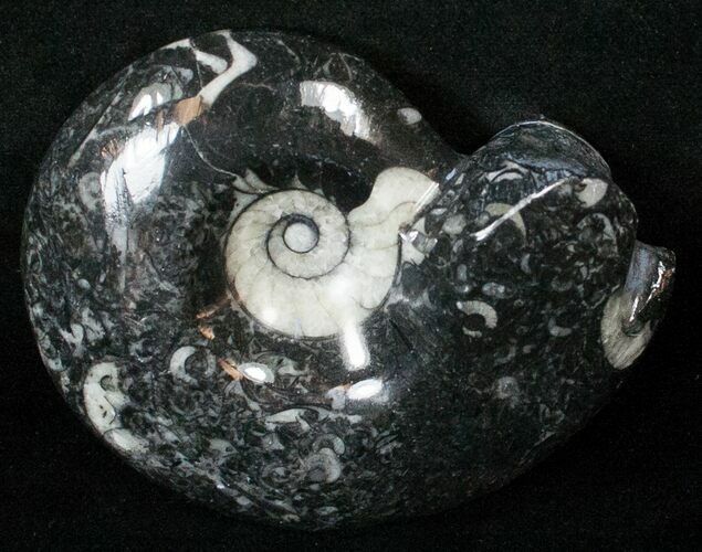 Wide Polished Goniatite From Morocco #18090
